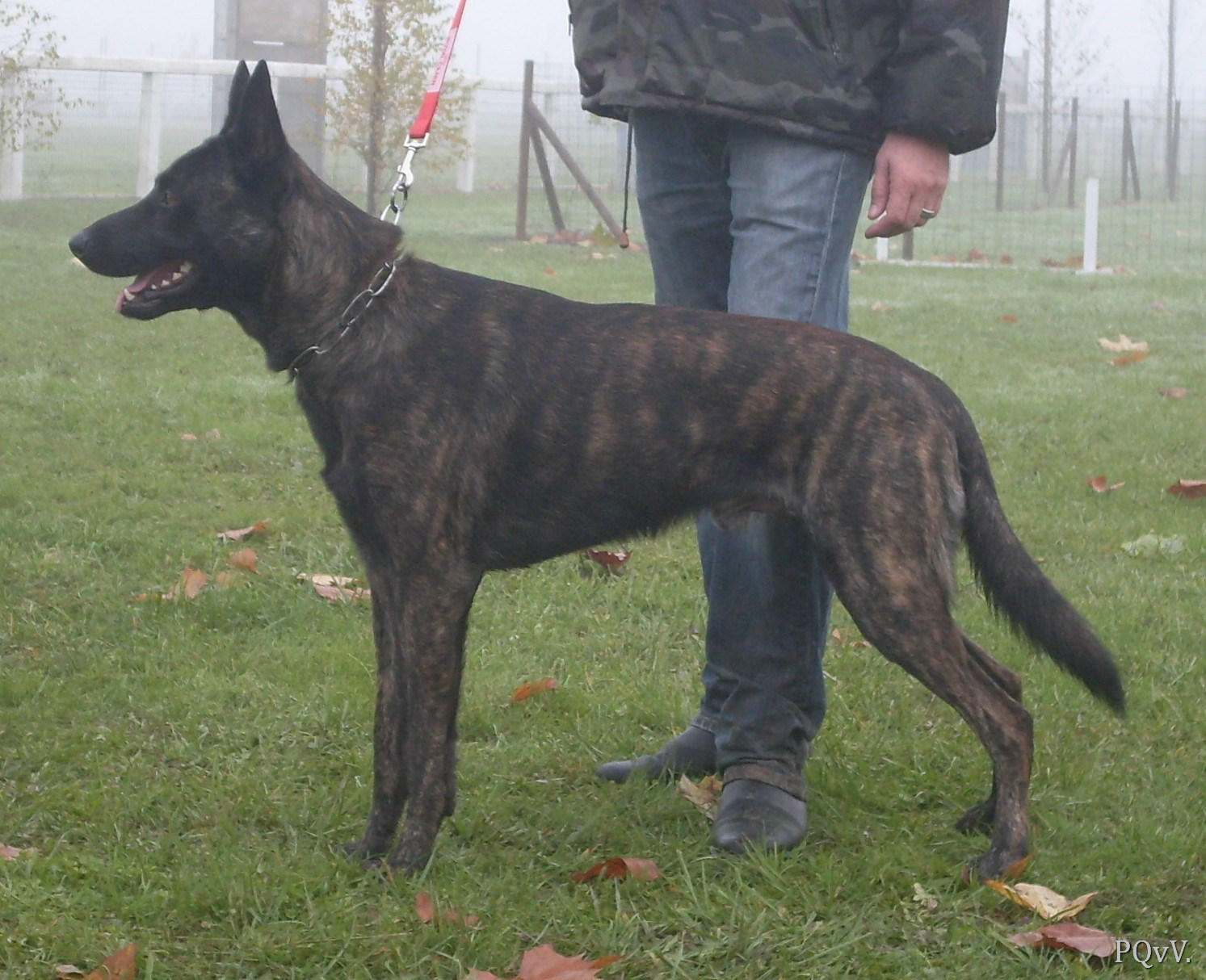  Faunus des Crocs de l’Olympe